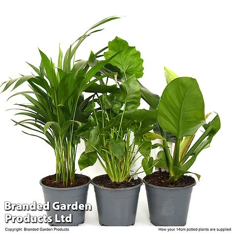 Calm Space Green Houseplant Mix In Decorative Wicker Basket 4 Calm Space Green Houseplant Mix In Decorative Wicker Basket - Image 4