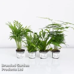 Green Houseplant Starter Mix -Vedicayur Store MIXD GREENSTAR KF0875 A