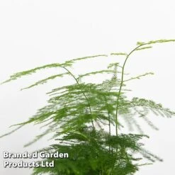 Green Houseplant Starter Mix -Vedicayur Store MIXD GREENSTAR KF0875 D