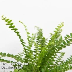 Green Houseplant Starter Mix -Vedicayur Store MIXD GREENSTAR KF0875 E