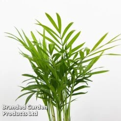 Green Houseplant Starter Mix -Vedicayur Store MIXD GREENSTAR KF0875 F