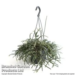 House Plants Hanging Mixed -Vedicayur Store MIXD HOUSE17CM T48974