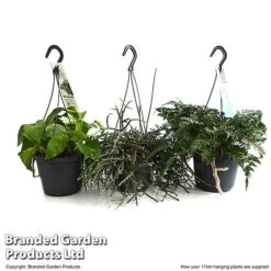 House Plants Hanging Mixed -Vedicayur Store MIXD HOUSE17CM T48975
