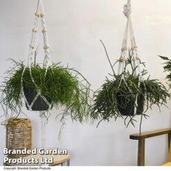 House Plants Hanging Mixed -Vedicayur Store MIXD HOUSEPLAN T49027