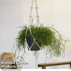 House Plants Hanging Mixed -Vedicayur Store MIXD HOUSEPLAN T49031
