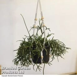 House Plants Hanging Mixed -Vedicayur Store MIXD HOUSEPLAN T49033