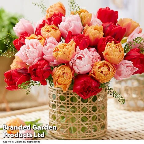 Spring Saver Bulb Collection 2 Spring Saver Bulb Collection - Image 2