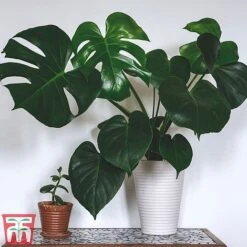 Monstera Deliciosa -Vedicayur Store MONS TKA2925 A