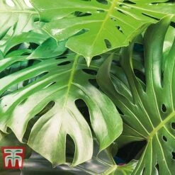 Monstera Deliciosa -Vedicayur Store MONS TKA2925 C