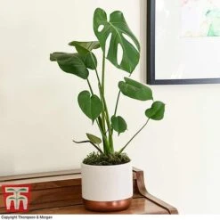 House Plant Urban Jungle Trio -Vedicayur Store MONS TKA2925 D1