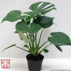 Monstera Deliciosa -Vedicayur Store MONS TKA2925 F