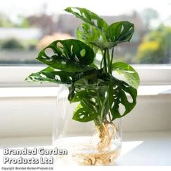 Monstera Adansonii In Kingston Vase -Vedicayur Store MONS ADANSONII T39648