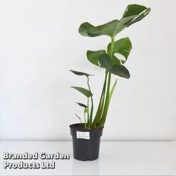 Monstera Deliciosa -Vedicayur Store MONS DELIC17CM T43809