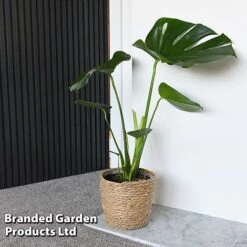 Monstera Deliciosa -Vedicayur Store MONS DELICIOSA T43810