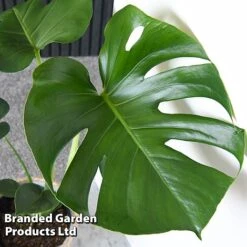 Monstera Deliciosa -Vedicayur Store MONS DELICIOSA T43812