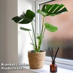 Monstera Deliciosa -Vedicayur Store MONS DELICIOSA T43814