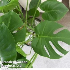Monstera Deliciosa In Hydro Pot -Vedicayur Store MONS DELICIOSA T50613