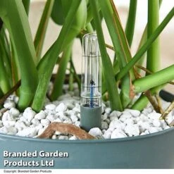 Monstera Deliciosa In Hydro Pot -Vedicayur Store MONS DELICIOSA T50615