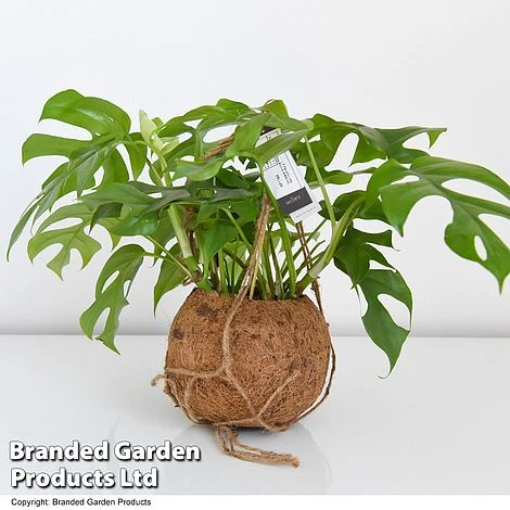 Monstera Minima In Kokodama Hanging Pot 5 Monstera Minima In Kokodama Hanging Pot - Image 5
