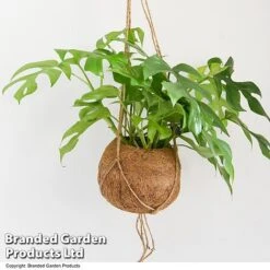 Monstera Minima In Kokodama Hanging Pot 7 Monstera Minima In Kokodama Hanging Pot -Vedicayur Store MONS KOKODAMA T43829