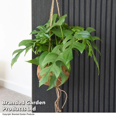 Monstera Minima In Kokodama Hanging Pot 2 Monstera Minima In Kokodama Hanging Pot - Image 2