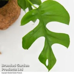 Monstera Minima In Kokodama Hanging Pot 8 Monstera Minima In Kokodama Hanging Pot -Vedicayur Store MONS KOKODAMA T43832