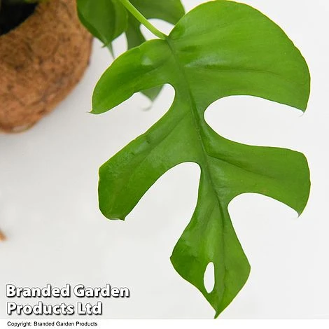 Monstera Minima In Kokodama Hanging Pot 4 Monstera Minima In Kokodama Hanging Pot - Image 4