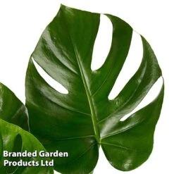 Monstera Deliciosa 'Tauerii' -Vedicayur Store MONS TAUERII S50444