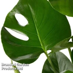 Monstera Deliciosa 'Tauerii' -Vedicayur Store MONS TAUERII S50445