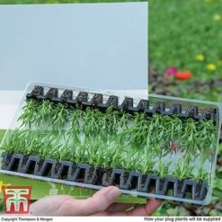 Summer Garden Plant Collection 9 Summer Garden Plant Collection -Vedicayur Store MSE offer plant size