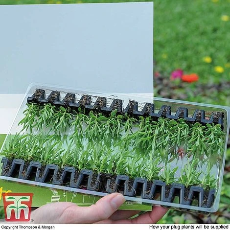 Summer Garden Plant Collection 5 Summer Garden Plant Collection - Image 5