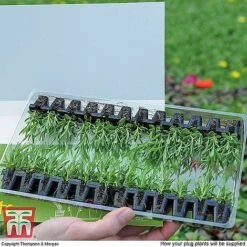 Nurserymans Choice Bedding Mix + 100g Incredibloom® + Nurserymans Choice Flower Seeds -Vedicayur Store MSE offer plant size1