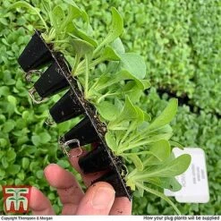 Nurserymans Choice Bedding Mix + 100g Incredibloom® + Nurserymans Choice Flower Seeds -Vedicayur Store MSE offer plant size21