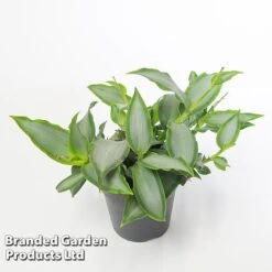 Murdannia Loriformis 'Bright Star' -Vedicayur Store MURD BRIGH12CM WKF1173