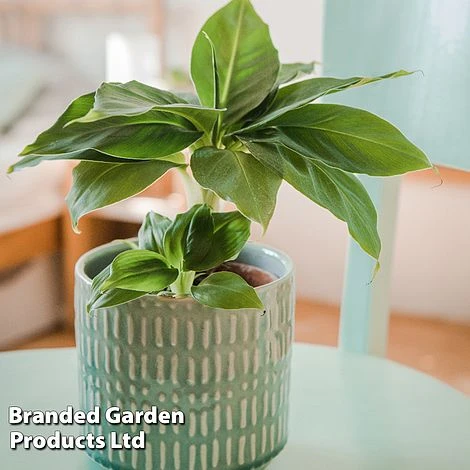 Musa Acuminata 'Dwarf Cavendish' 1 Musa Acuminata 'Dwarf Cavendish'