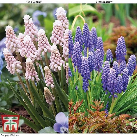 Muscari Duo 1 Muscari Duo