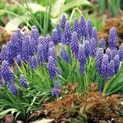 Muscari Duo 5 Muscari Duo -Vedicayur Store MUSC KB1630 C