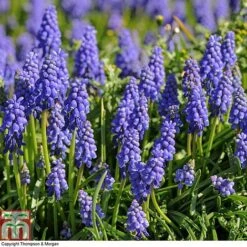 Bumper Spring Bulb Collection -Vedicayur Store MUSC T67281 A1