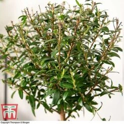 Myrtus Communis On Stem -Vedicayur Store MYRT KB3776 C