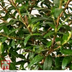 Myrtus Communis On Stem -Vedicayur Store MYRT KB3776 D