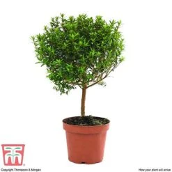 Myrtus Communis On Stem -Vedicayur Store MYRT KB3776 E