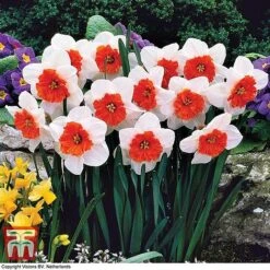 Narcissus Ultimate Collection -Vedicayur Store NARC DAFFBF C