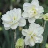 Narcissus 'Rose Of May Improved'