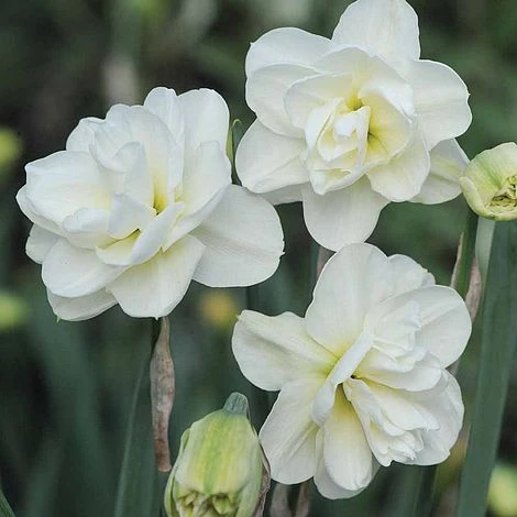 Narcissus 'Rose Of May Improved' 1 Narcissus 'Rose Of May Improved'