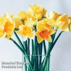 Narcissus 'Cupped' -Vedicayur Store NARC LRGCUPMIX L41136