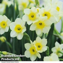 Spring Bulb Beach Collection -Vedicayur Store NARC MINNOW T32050