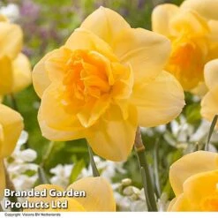 Spring Bulb Beach Collection -Vedicayur Store NARC ORANGEJUI R491711