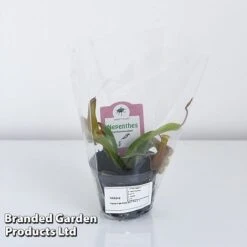 Nepenthes Alata -Vedicayur Store NEPE ALATA9CM T44355