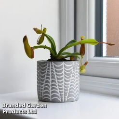 Nepenthes Alata -Vedicayur Store NEPE ALATA T44360