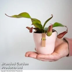 Nepenthes Hybrider 'Blood Red' -Vedicayur Store NEPE BLOODRED T38966